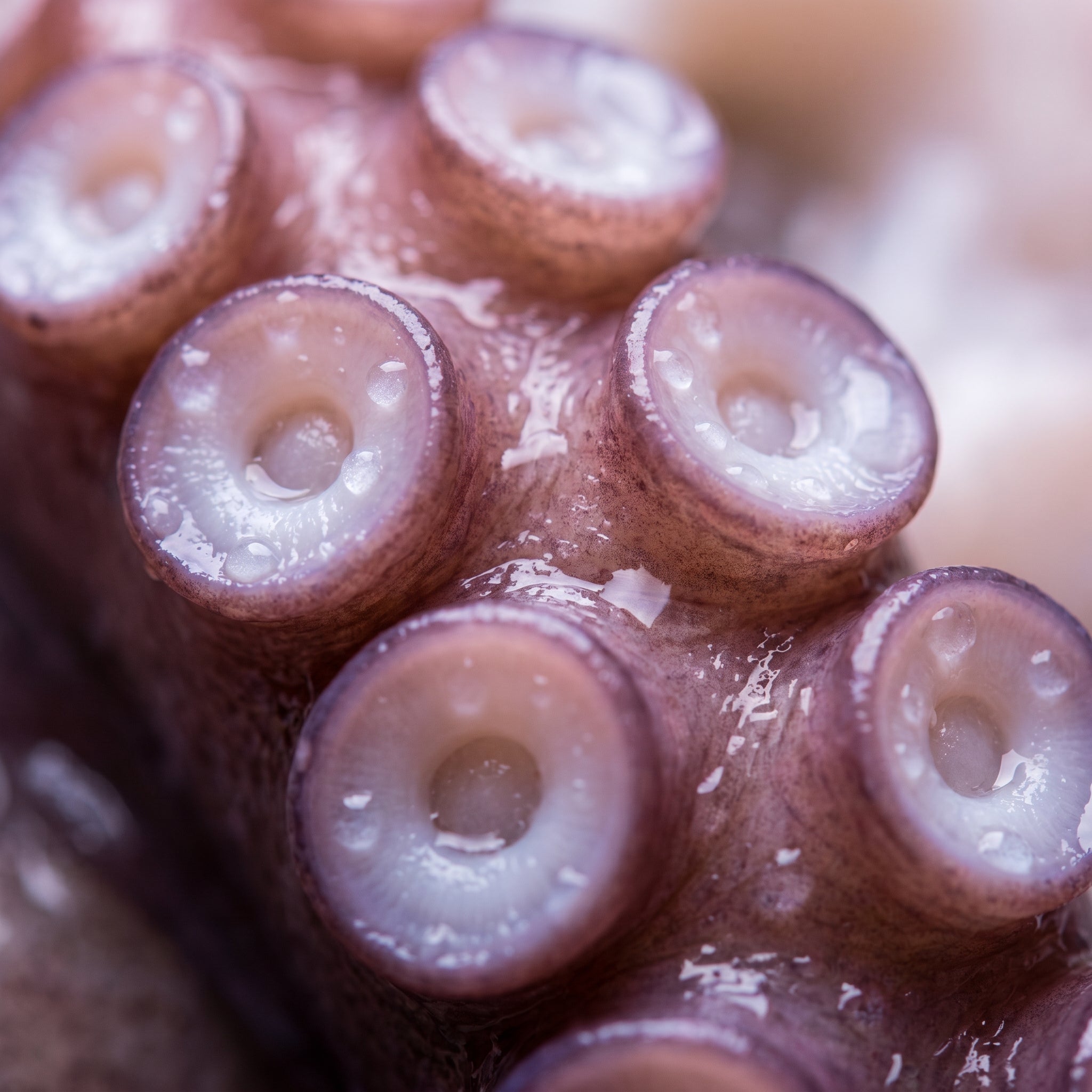 Tenderized & Ready】Colossal Spanish Octopus Tentacles - Perfect for Grilling